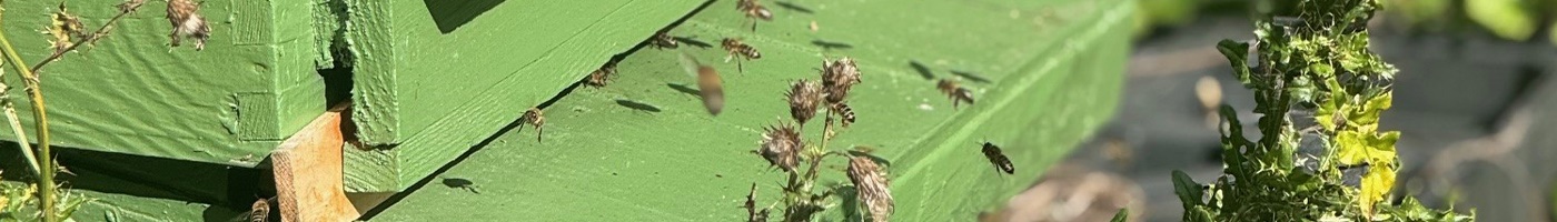 From Hive to Home | Sworders Honey 2025